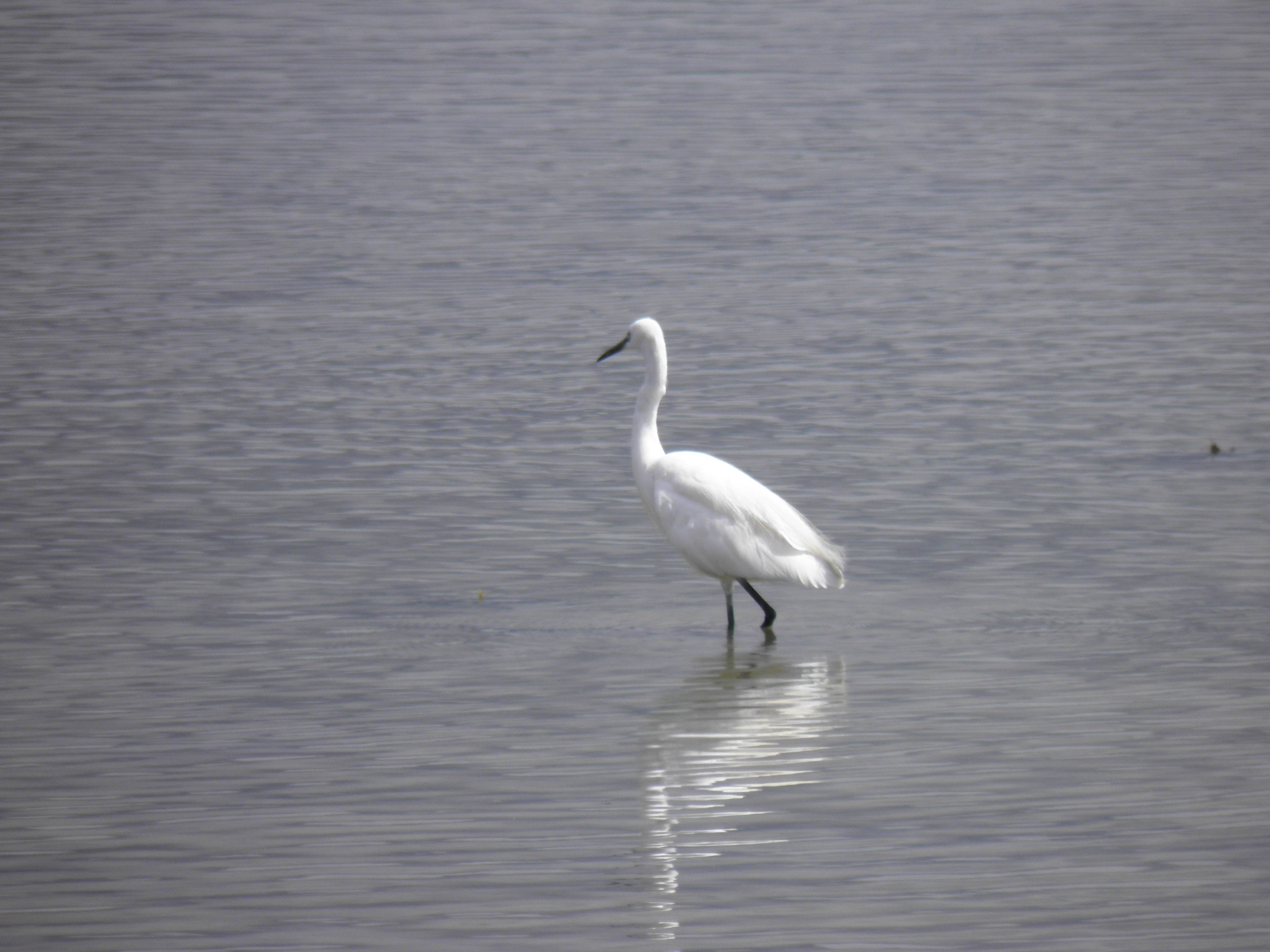 Aigrette garzette